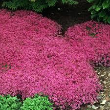 Thymus praecox 'Coccineus' - Red Creeping Thyme from Maple Lane Nursery
