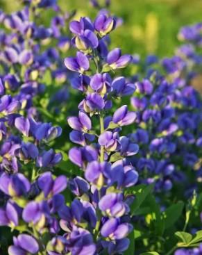 Baptisia Decadence® 'Blueberry Sundae' - False Indigo from Maple Lane Nursery