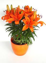 Lilium FantAsiatic 'Orange' - Asiatic Lily from Maple Lane Nursery