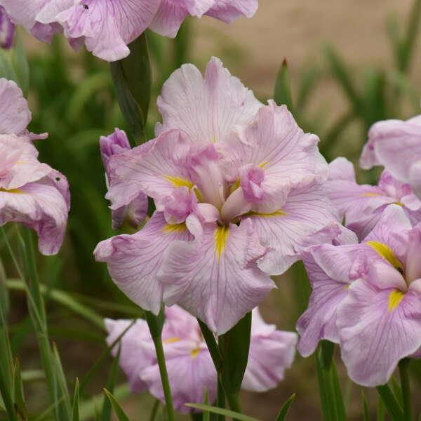 Iris ensata 'Pinkerton' - Japanese Iris from Maple Lane Nursery