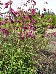 Penstemon 'Blackbird' - Beardtongue from Maple Lane Nursery