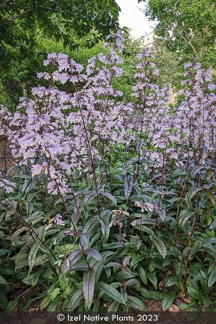 Penstemon digitalis 'Blackbeard' - Beard Tongue from Maple Lane Nursery