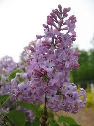 Syringa vulgaris 'Tiny Dancer™' - Lilac from Maple Lane Nursery