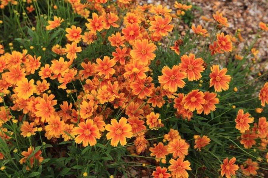 Coreopsis L'il Bang™ Darling Clementine
