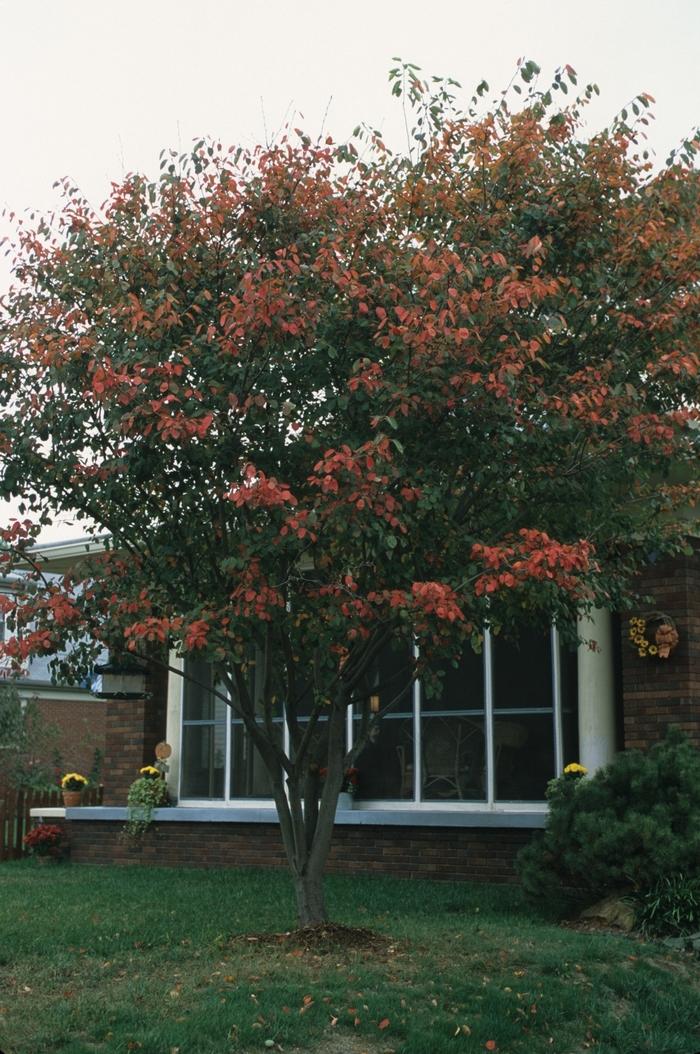 Amelanchier lamarckii